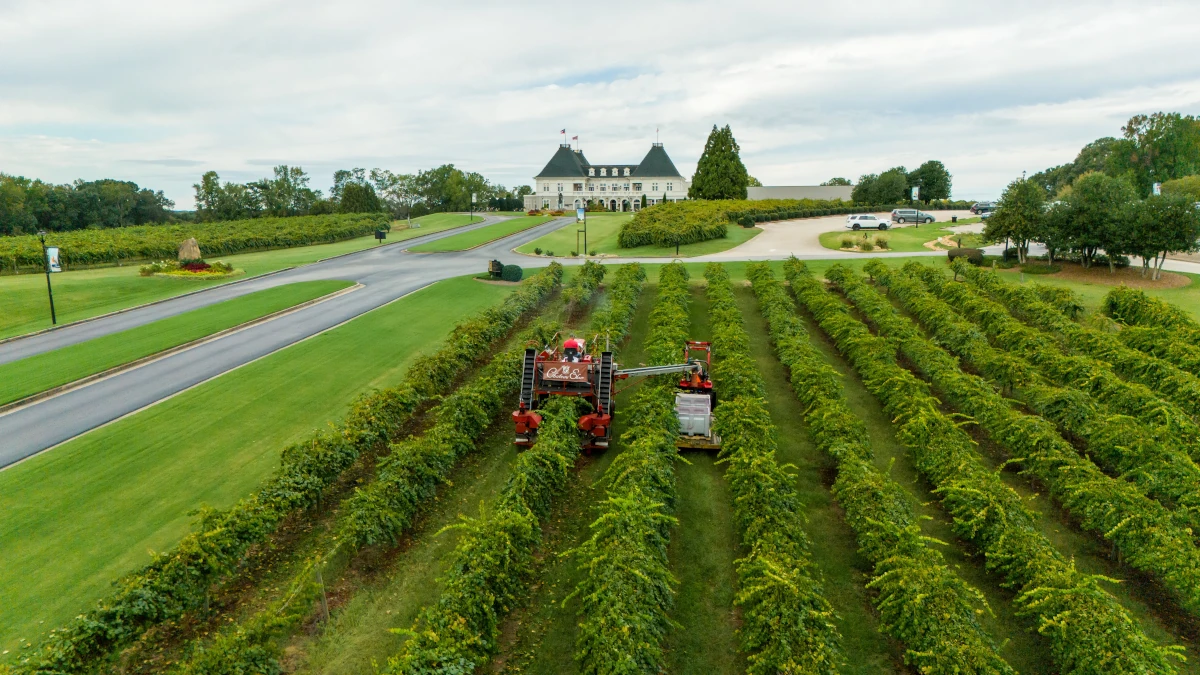Workers harvesting grapes in vineyard
