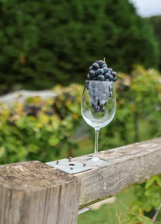 Binbilla Tempranillo – 92 points, Gold