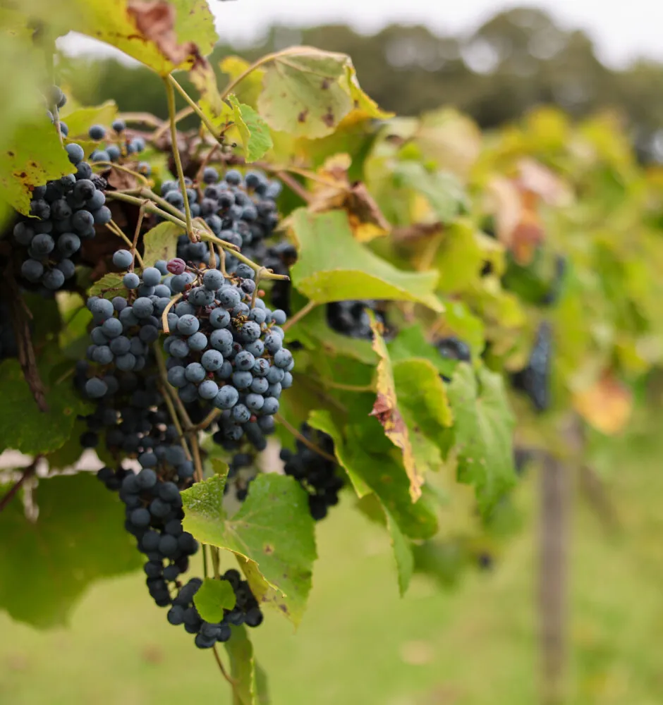 A close-up shot of a cluster of dark purple grapes hanging on a vine. The grapes and the leaves around them are in sharp focus. In the background, a blurry figure of a person in a hat and light-colored shirt is seen in the vineyard.