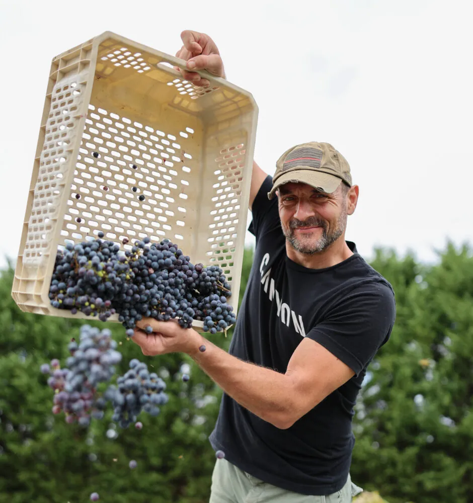 A smiling man with a beard and a baseball cap is seen outdoors, lifting a crate full of grapes above his head and pouring them into a larger container below. The grapes are dark purple. He is wearing a black t-shirt and tan shorts.