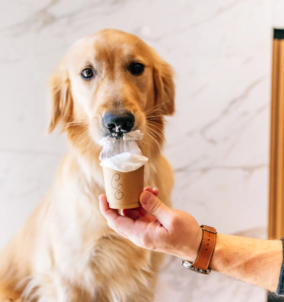 Golden retriever with small ice cream cone